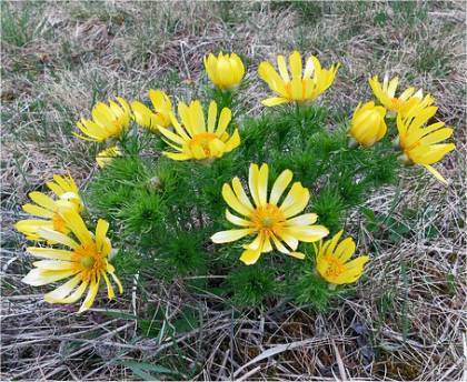 Photo d'adonis de printemps - Adonis vernalis