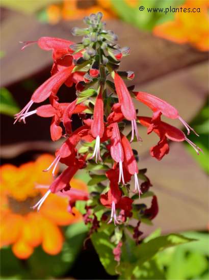 Photo d'agastache mexicaine - Agastache mexicana