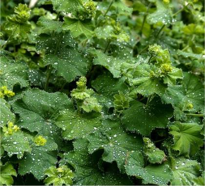 Photo d'Alchémille - Alchemilla mollis