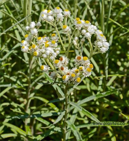 Photo d'Immortelle de Virginie - Anaphalis margaritacea