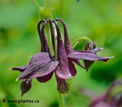 Photo d'Ancolie des jardins mauve - Aquilegia x hybrida