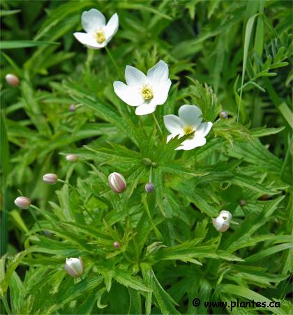 Photo d'An�mone du Canada - Anemone canadensis