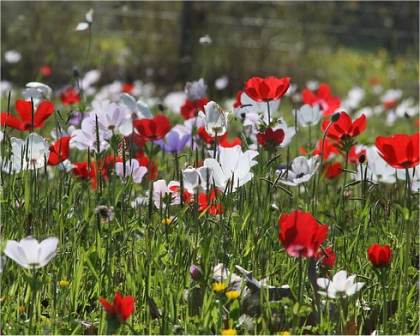Photo d'An�mone des fleuristes - Anemone coronaria