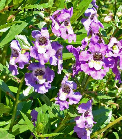 Photo d'Ang�lonia � feuilles �troites - Angelonia angustifolia