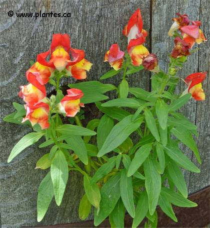 Photo de Muflier à grandes fleurs - Antirrhinum majus