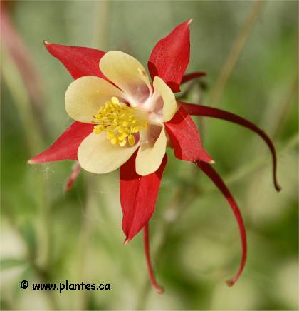 Photo d'Ancolie des jardins rouge - Aquilegia x hybrida