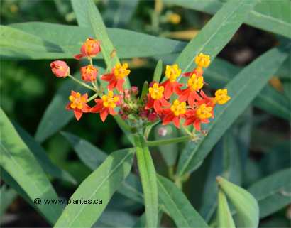 Photo d'Ascl�piade de Cura�ao - Asclepias curassavica