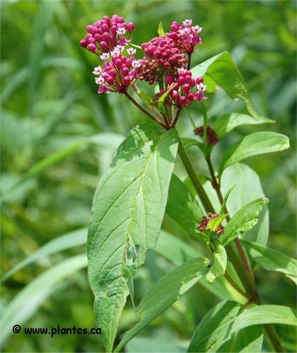 Photo d'Asclépiade incarnate - Asclepias incarnata