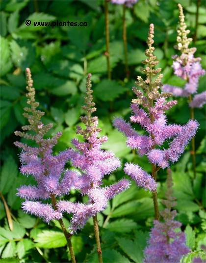 Photo d'Astilbe de chine - Astilbe chinensis