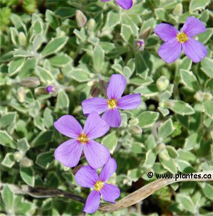 Photo d'Aubriète deltoïde - Aubrieta deltoidea