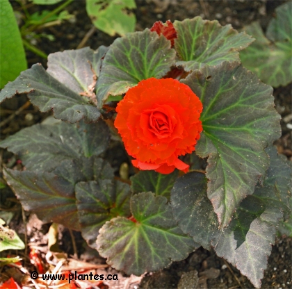 Photo de Bégonia tubéreux - Begonia x tuberhybrida