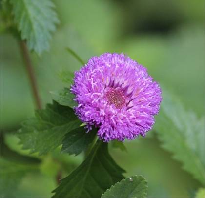 Photo de Reine-marguerite - Callistephus chinensis