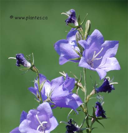 Photo de Campanule des Carpates - Campanula carpatica