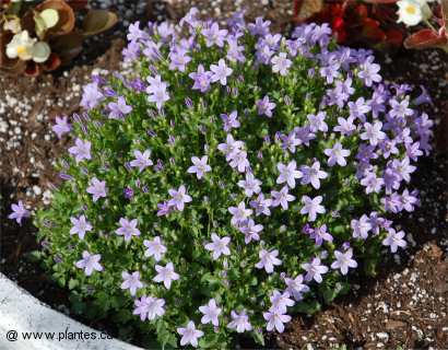 Photo de campanule des murs - Campanula portenschlagiana