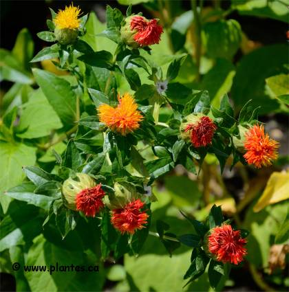 Photo de Carthame des teinturiers - Carthamus tinctorius