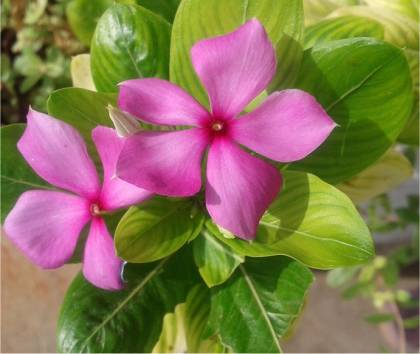 Photo de Pervenche de Madagascar - Catharanthus roseus