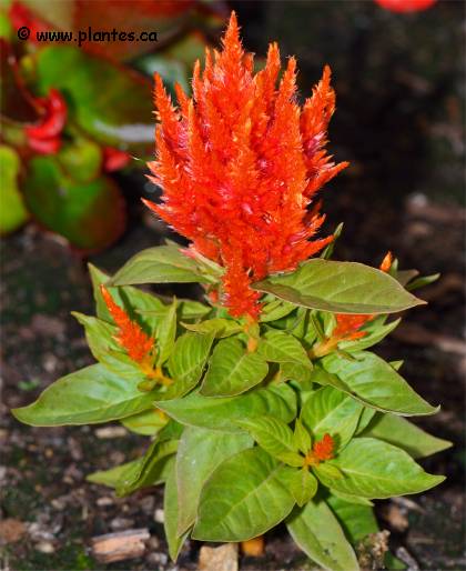 Photo de célosie plumeuse - Celosia argentea plumosa