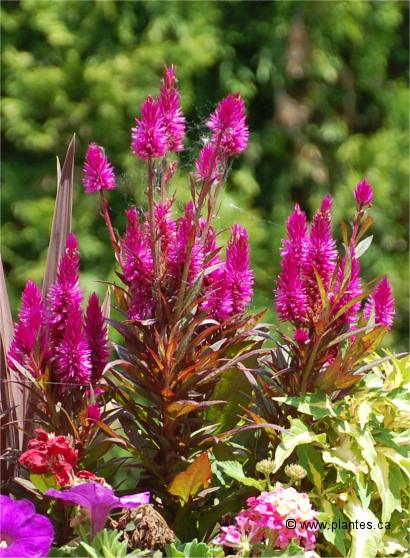 Photo de C�losie du V�n�zuela - Celosia venezuela