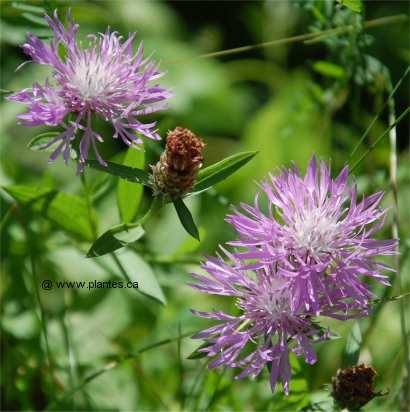 Photo de centaurée jacée - Centaurea jacea