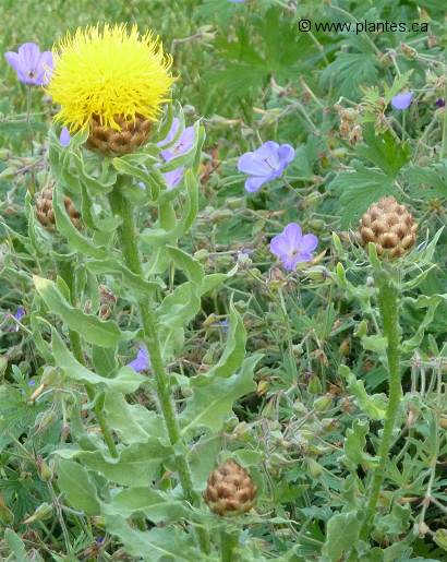 Photo de Centaurée à grosse tête - Centaurea macrocephala