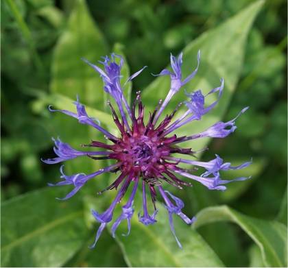Photo de Centaur�e des montagnes - Centaurea montana