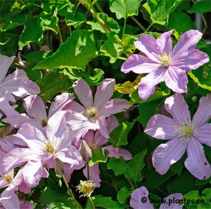Photo de Clématite 'Comtesse de Bouchaud' - Clematis 'Comtesse de Bouchaud'