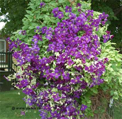 Photo de Clématite jackmanii - Clematis jackmanii