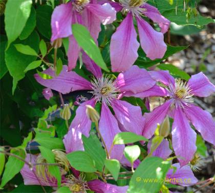 Photo de Cl�matite 'Liberation' - Clematis 'Liberation'
