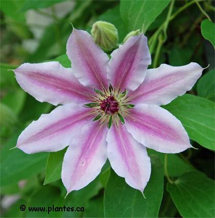 Photo de fleur de la clématite 'Nelly moser' - Clematis 'Nelly Moser'