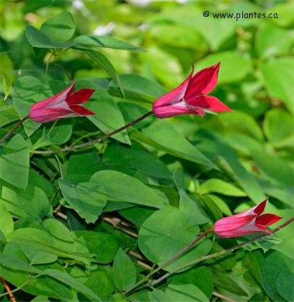 Photo de Cl�matite texensis - Clematis texensis 'Gravetye beauty'