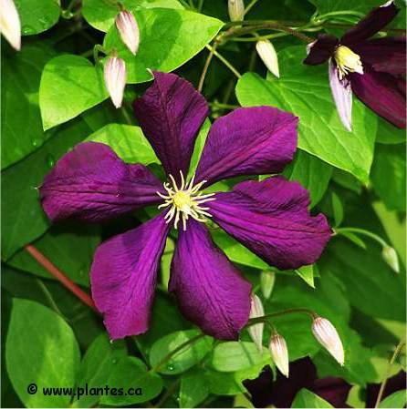 Photo de Cl�matite italienne - Clematis viticella