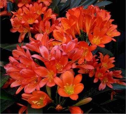 Photo de Clivie vermillon - Clivia miniata
