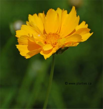 Photo d'une fleur de Cor�opsis � grande fleurs