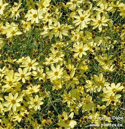 Photo de coréopsis verticillé - Coreopsis verticillata