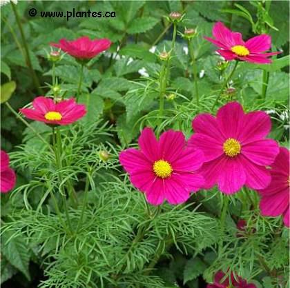 Photo de Cosmos bipenné Sonata - Cosmos bipinnatus 'Sonata'