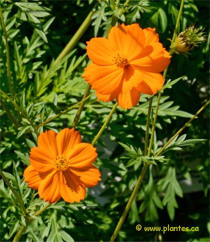 Photo de Cosmos sulfureux - Cosmos sulphureus