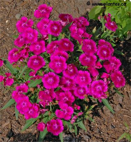Photo d'oeillet de chine - Dianthus chinensis