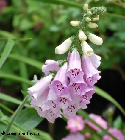 Photo de Digitale pourpre - Digitalis purpurea