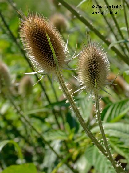 Photo de Chardon à foulon - Dipsacus sativus
