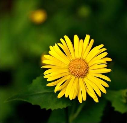 Photo de Doronic oriental - Doronicum orientale