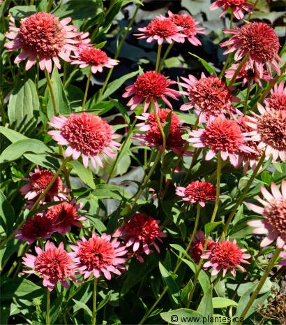 Photo d'échinacée Razzmatazz - Echinacea purpurea Razzmatazz
