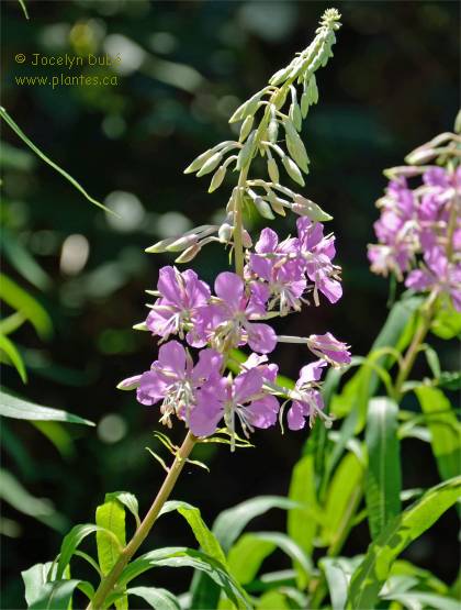 Photo de Epilobium angustifolium - Epilobe à feuilles étroites