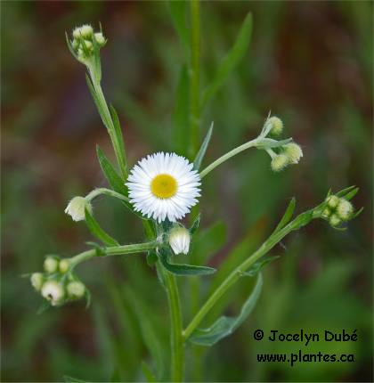 Photo de Vergerette annuelle - Erigeron annuus