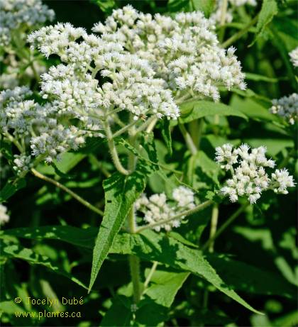Photo d'Eupatoire perfoliée - Eupatorium perfoliatum
