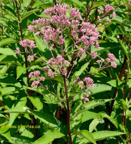 Photo d'eupatoire pourpre - Eupatorium purpureum