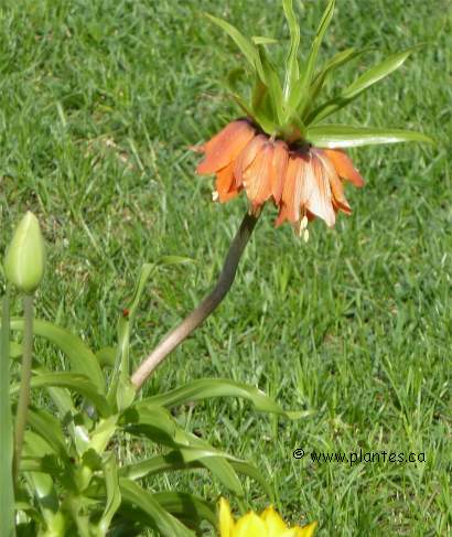 Photo de Fritillaire imp�riale - Fritillaria imperialis