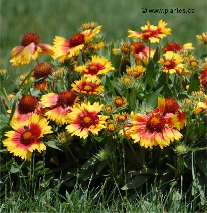 Photo de Gaillarde goblin - Gaillardia x grandiflora 'goblin'