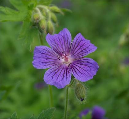 Photo de Géranium à gros rhizome - Geranium himalayense