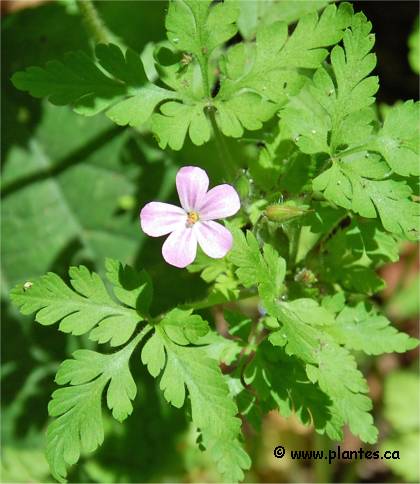 Photo de Géranium Herbe à robert - Geranium robertianum