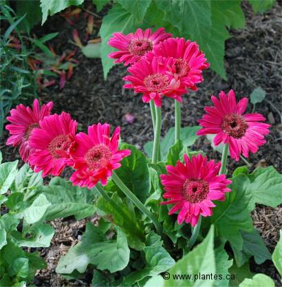 Photo de Marguerite du Transvaal - Gerbera jamesonii